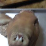 여러분이 한번도 보지못한 ㅎr치 사진 공개