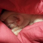 ★★★(사진有)저희<b>집</b>매력녀캉캉<b>이</b>를소개합니다!!★★★
