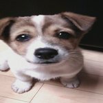 <b>저</b>의 <b>집</b>에 곰이 살아요~ "곰♡" 곰이의 육아일기 - 1편