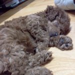 ★★★도그 <b>네임</b> 이스 신to the 단비★★★