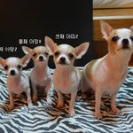 <개판♥>바둑이 치와와 가족을 소개합니다 ㅋㅋㅋㅋ