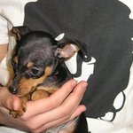 ★개판★멍청한 매력이 철철 넘치는 우리집 강쥐 미니핀, 구찌를 소개합니다...