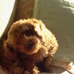 ♥ ♥♥♥ ♥♥ ♥♥입양한우리<b>보리</b>를소개합니다 :) ♥♥ ♥♥ ♥♥...