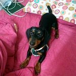 ★☆ 사진有) 우리집 악마 폴(<b>fall</b>)을 소개합니다!! ☆★