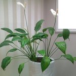 6개월 정도 기른 <b>식물</b>이 하나 있는데