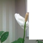 <b>식물</b>에 지식이 많은 형님 누님들 도와주세요