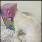 ★몸개그한 우리퐁당이를 소개합니다.★