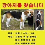 잃어버린 <b>나물</b>이(비글)를 찾습니다.