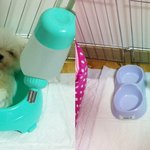 (개판♥) 한번들으면 못잊는 이름을 가진 복태를 소개합니다:^<b>d</b>