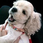 스압주의有!! 이름은 <b>도도</b>인데 넌 왜 <b>도도</b>하질 못하니......