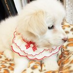 우리 매장에서 키우는 <b>버디</b>~ 눈썹달앗어요 ㅋㅋㅋ