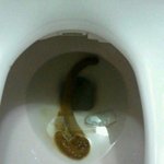제친규 오늘 아침에<b>똥</b> 쌋어여(<b>사진</b>잇음)