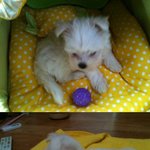 (동물판)사람<b>행세</b>하는 우리집 막둥이 쫑이를 소개합니다@@