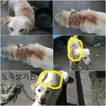 우리집 하늘이... <b>도둑</b> 맞았어요.,....