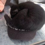고양이의 <b>위장</b>술