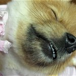 ★★(사진 有) <b>우와</b> .. ㅋ 개들도 입벌리고 자네요 ..★★
