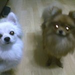 우리<b>집</b> 요크셔테리어와 포메리언입니다 ㅠ◀◀◀◀◀◀◀◀◀◀◀◀◀◀...