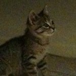 (관련검색어:고양이, 냥이, 냐옹이, <b>야옹</b>이, 개냥이, 강아지, 개,...