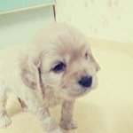 [개판]악마견코카스파니엘, 교수님께 오줌쌌습니다..(사진有)