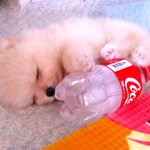 콜라병을 사랑하는 까불이 강아지 <b>토실</b>이ㅋㅋ