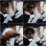 ★사진有★우리집에 동거하는 고양이같은 <b>재복</b>이 (동물판만들어줘여 ㅠㅠ)