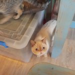 (추가)(사진 많음)고양이카페의 실체!!!!!!