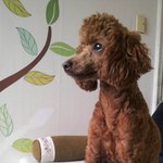 개판  *싱*크*1000**패션왕에 나온 은진이 강*아*지**초코**