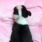 ★개판★  우리집 <b>보테</b>ㅋㅋㅋㅋ콩이의 깨알같은 에피소드ㅋㅋㅋ