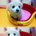 ▶▶(사진有) 모델시킬까요? 우리집 강아지 포메리안