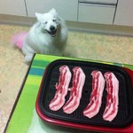 우리 <b>몽이</b>가 사는법