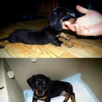 개판 * (사진有) 울집 말썽쟁이 콩자