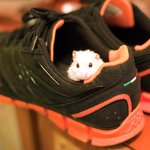 카파 <b>런닝</b>화 속 귀여운 것 ㅋㅋ