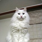 8년간의 고양이하루의 삶(사진 有)