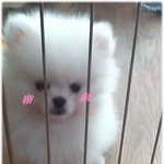 ★[ 개 판 ] 치명적매력 울깡쥐~★