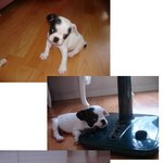 ##개톡## 말썽꾸러기 우리 딸내미 유라