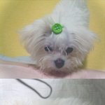 ★★★★★ 우리집 막내 아봉이를 소개합니다 ★★★★★