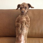 사진有★☆★ 개판 우리집막둥이 코코 ★☆★동물판좀 만들어줘요 영자님...