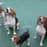 ★☆[개 판]사진有우리집엔 <b>일명</b> 악마견1위 "비글"이 많아요~^...