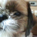 대전 <b>인동</b> 어진마을 아파트 근처에 계시는분들! 강아지를 찾습니다