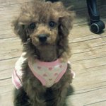 [개판]ㅜ.ㅜ우리집 악동 푸들이 뽀뽀를 소개합니다.