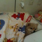 ★★개판★★사진 多- [나란 수컷...] 특<b>a급</b> 포메를 보여드림.