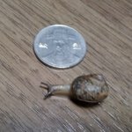 <b>채소</b>에서 달팽이가 나왔어요^^