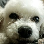 ☆★☆★우리<b>집</b>강아지<b>털</b>을잘라줬는데,,,!!ㅠㅠ★☆★☆