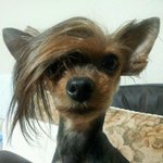 △△▲▲<b>gd</b>이번 블루,머리 다 베낀거임△△▲▲