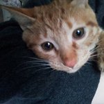 ★고양이판★★우리 <b>칸쵸</b>의 남틴을 찾습니당^.~★