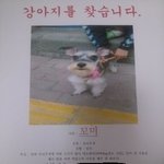 ★☆★동물판/트위터로 잃어버린 강아지를 찾았습니다.★☆★