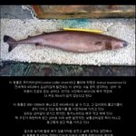 펌)쿠키커터<b>상어</b>라고 들어는 봣나?