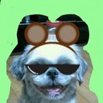 ★★★사진有))방년13세우리집개<b>궁</b><b>딩</b>이를소개함둥+3+★★★