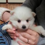 우리집막내 초절정귀요미를 소개합니다♥