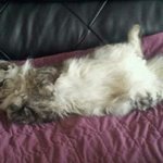 (+내용추가)[<b>동물</b>판]☆★백혈병에 걸린 우리 이쁜이★☆